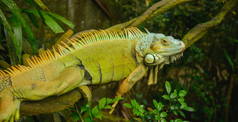 Green Iguana (Iguana iguana)