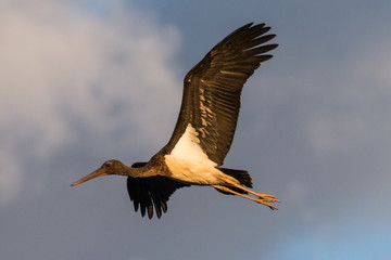 juvenile black stork Ciconia nigra