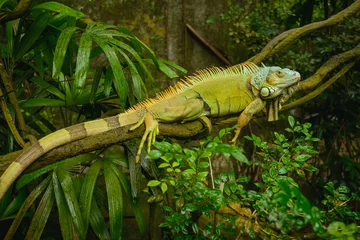 Foto op Canvas Green Iguana (Iguana iguana) © Denis Zaporozhtsev