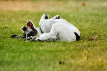 Biało-czarny wesoły szczeniak leżący na trawie - obrazy, fototapety, plakaty