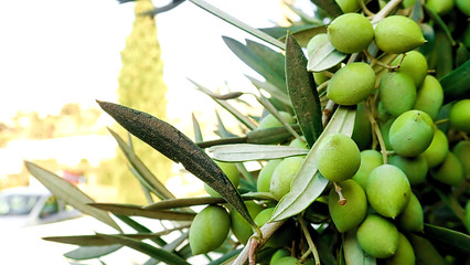 olive tree in Ios Greece