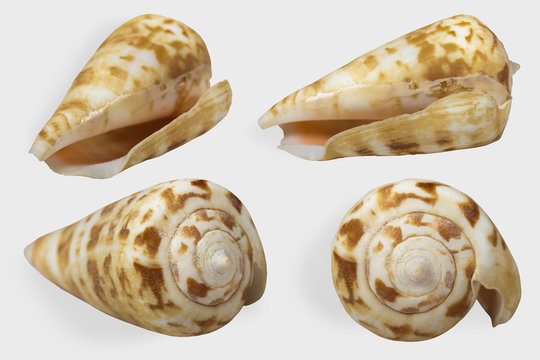 Four views of motley cone seashell  on white background isolated with clipping path. Shell "Conomurex decorus" (Family "Stromboidea") close up.