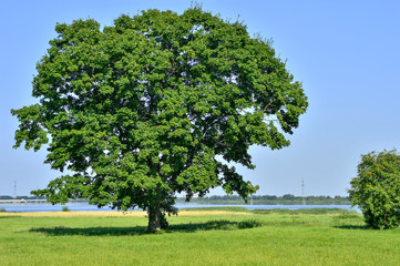 Fototapeta na wymiar Lonely big tree in green field on a background clear sky