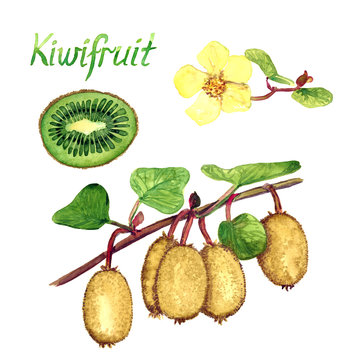 Kiwifruit branches with ripe fruits,  female flowers, cut half with inscription, hand painted watercolor illustration isolated on white background