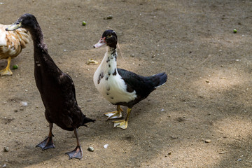 Ducks in poultry yard
