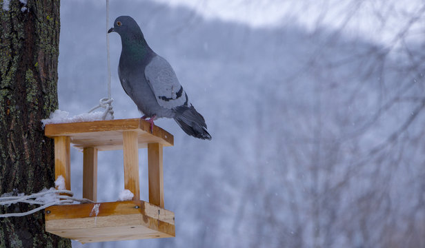 The pigeon at a feeding trough in winter