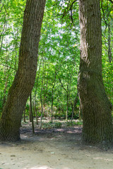 Green forest on summer