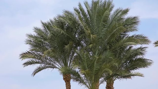 Palm tree closeup at sky background