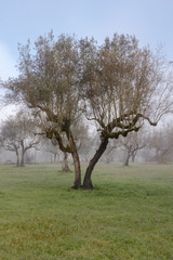 Mist in the olive tree orchard