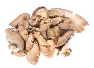 Fresh gray oyster mushrooms