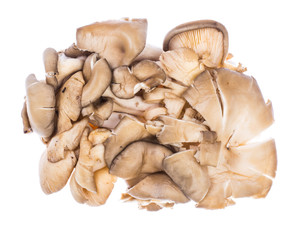Fresh gray oyster mushrooms