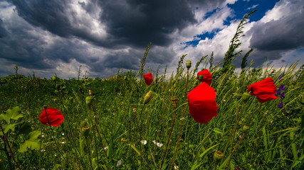 Vibrant poppy field in wind in summer before storm