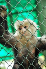 Monkey in sad