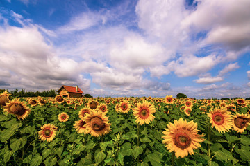 Vibrant sunflower field in summer with farmhouse and white clouds 