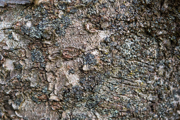Bark Texture of sour cherry tree