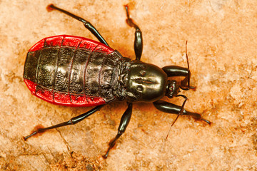 Beetle, Sitanadi WLS, Chhattisgarh.
