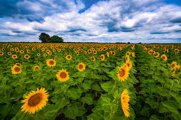 Vibrant sunflower field in summer
