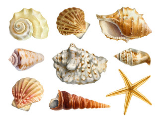 Watercolor illustrations of shells