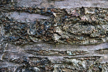 Sour cherry tree bark in grey and green and brown