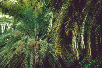 Fototapeta premium Green Jungle view in Sunny daylight.