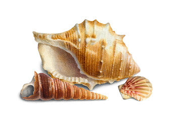 Watercolor illustration of shells