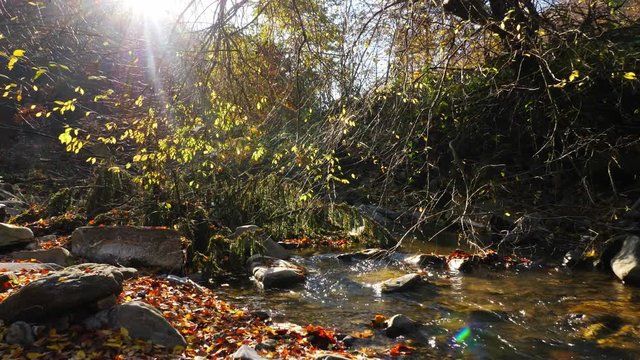 The mountain river in autumn forest and the sun shining through the foliage.