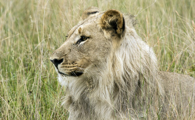 majestic lion
