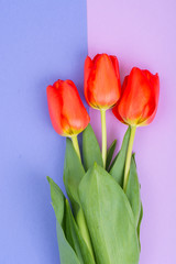 Beautiful red tulips on bright pastel background