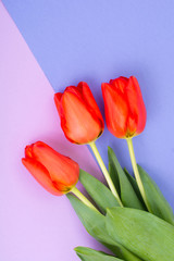 Beautiful red tulips on bright pastel background