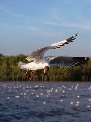 Seagulls in mangrove forest reserve bangpoo Thailand