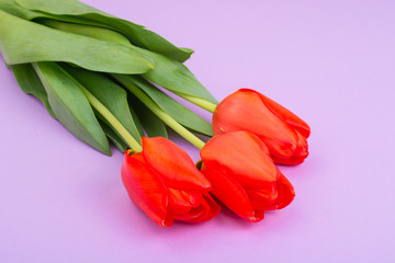 Beautiful red tulips on bright pastel background