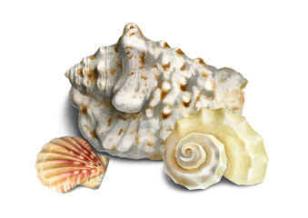 Watercolor illustration of shells
