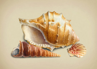 Watercolor illustration of shells