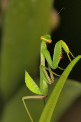 Green mantis, Bangalore, Karnataka.