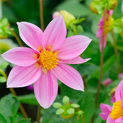 Dahlia on background of flowerbeds.