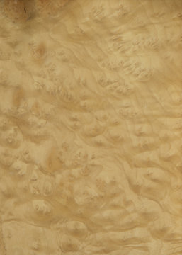 Furnier Myrte Master / Myrtle Burl