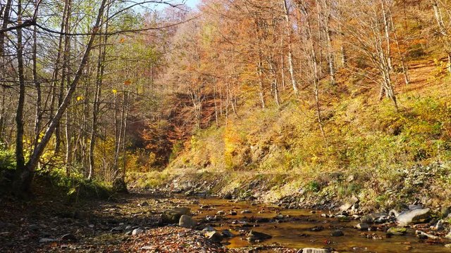 The mountain river in autumn forest. Colorful leaves.