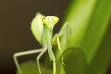 Green mantis, Bangalore, Karnataka