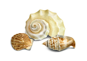 Watercolor illustration of shells