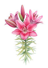 Watercolor illustration of lily flowers