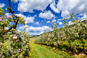 Fototapeta na wymiar Campo con meli in fiore