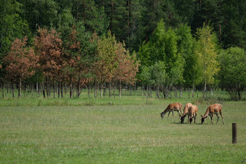 Obraz na płótnie Canvas Deers Feeding with Grasses in Summer Time