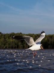 Seagulls in mangrove forest reserve bangpoo Thailand