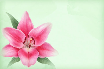 Naklejka na ściany i meble Watercolor illustration of lily flowers. Perfect for greeting card or invitation