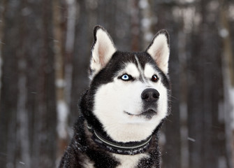 Dog breed Siberian Husky porrait in winter forest