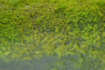 Mediterranean nature in the summer