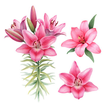Watercolor illustrations of lily flowers