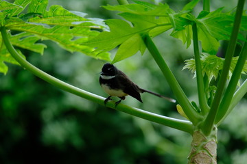 Bird on papaya tree