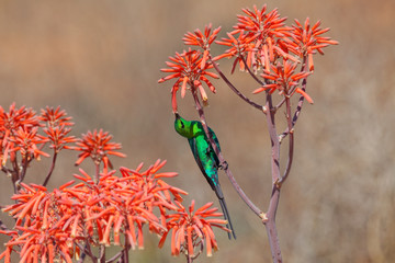 Malachit Nektarvogel an Aloe