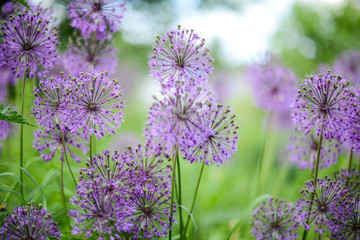 Violet flowers in the green field.
